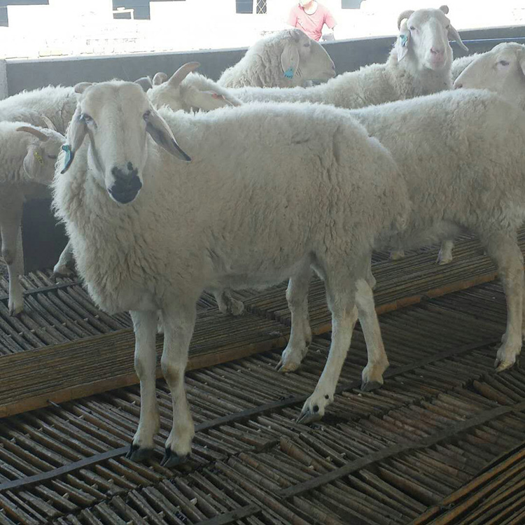 现代 成年小尾寒羊种公羊 小尾寒羊活体批发 养殖小尾寒羊 量大价优7