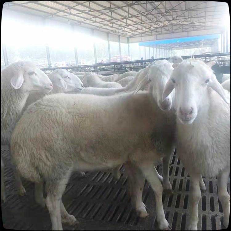 现代 成年小尾寒羊种公羊 小尾寒羊活体批发 养殖小尾寒羊 量大价优4