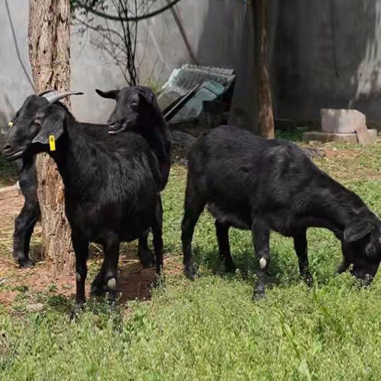 黑山羊圈养 改良肉羊品种 厂家出售 八壹 黑山羊苗市场报价6