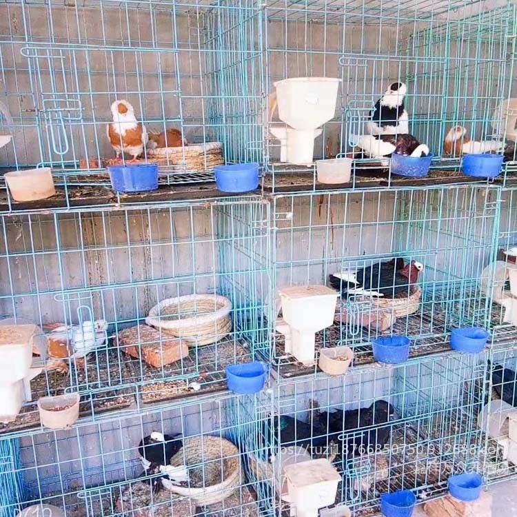 一对观赏鸽价格 浙江观赏鸽养殖场 观赏鸽品种齐全 特种珍禽4