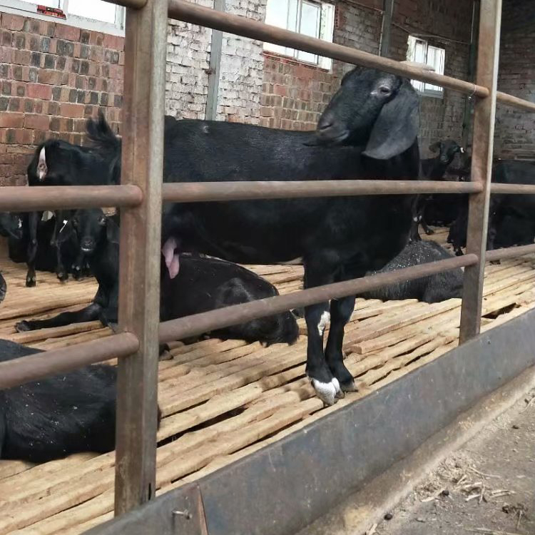 基地养殖 成年黑山羊 3-6个月龄黑山羊羊羔价格 八壹 短毛黑山羊
