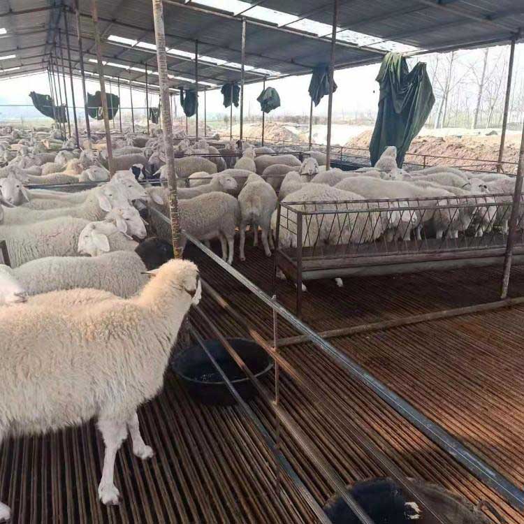 大量供应肉羊小尾寒羊 厂家直售 八壹 小尾寒羊活羊 小尾寒羊种羊场3