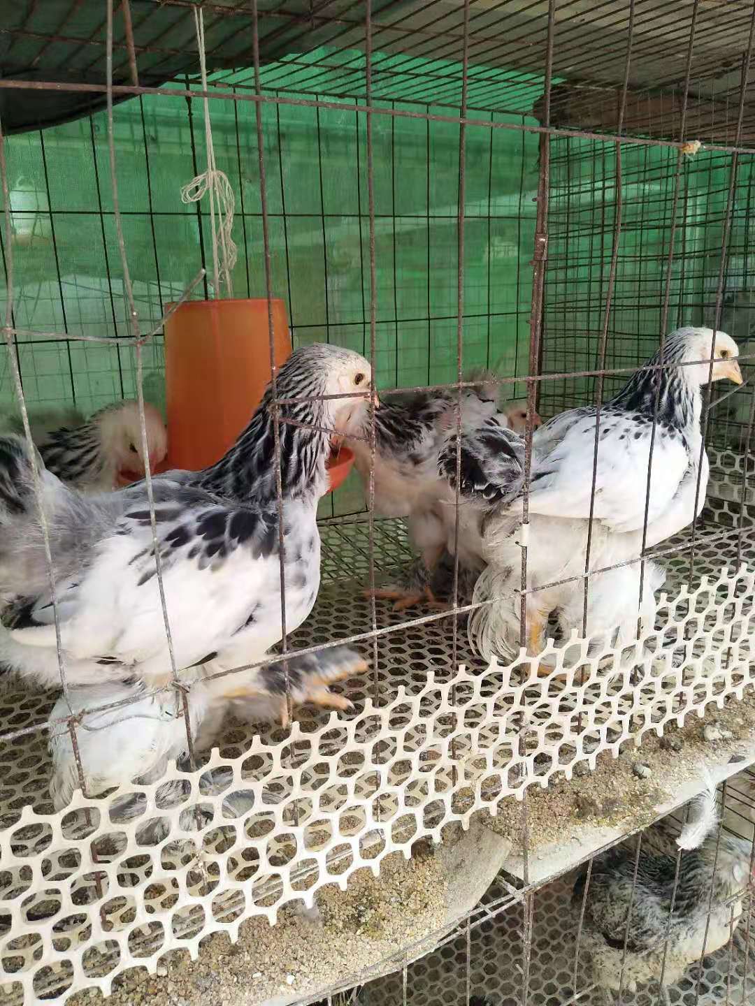 婆罗门观赏鸡种蛋厂家直销1