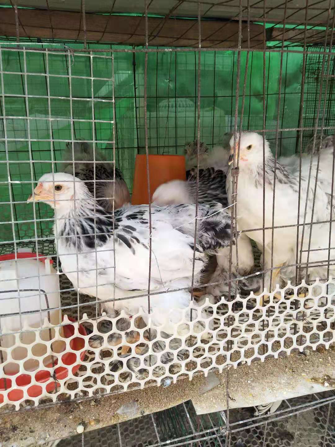 婆罗门观赏鸡种蛋厂家直销4