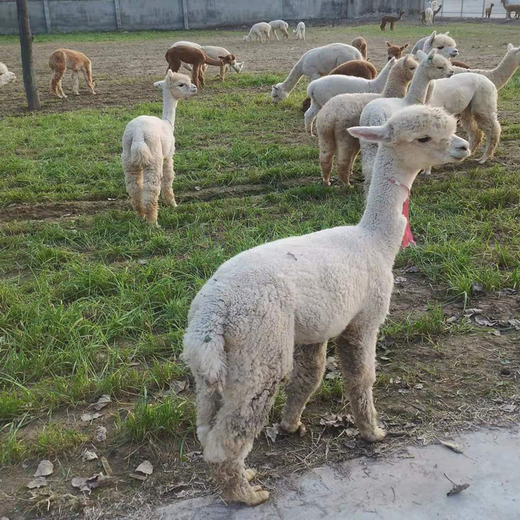 羊驼养殖场批发羊驼 其他特种养殖动物 白色的羊驼价格 小羊驼幼崽3