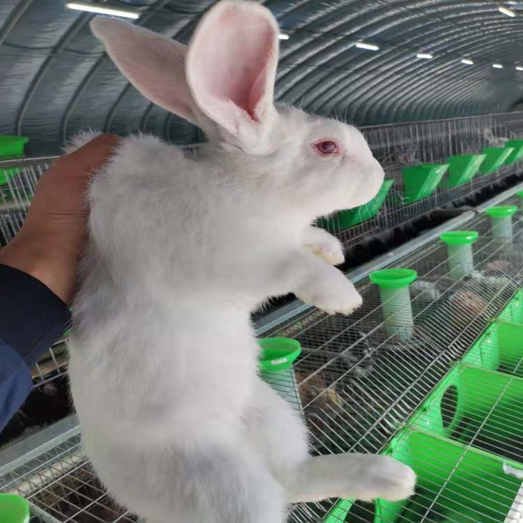 肉兔子养殖场 肉兔种兔价格 特种兽畜 新西兰肉兔养殖场4