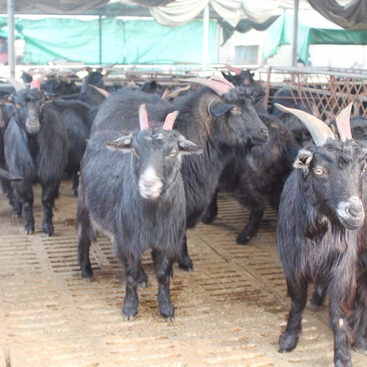 基地养殖 成年黑山羊 3-6个月龄黑山羊羊羔价格 八壹 短毛黑山羊8