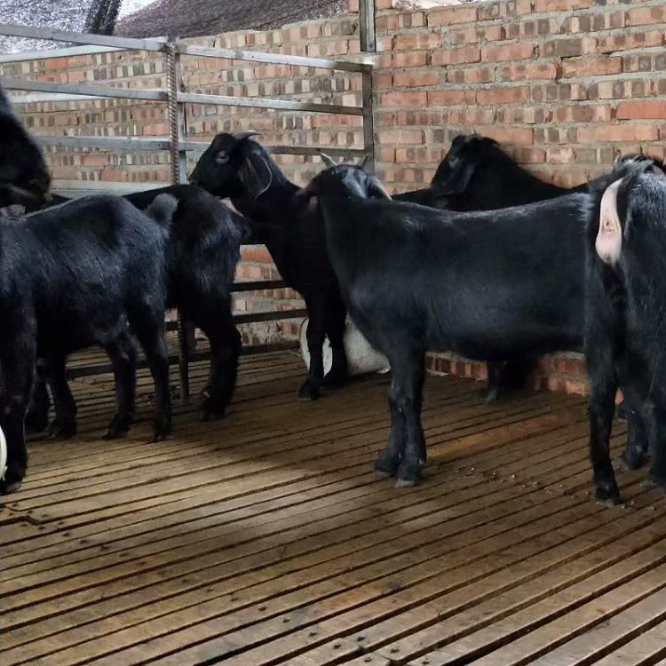 黑山羊圈养 改良肉羊品种 厂家出售 八壹 黑山羊苗市场报价4