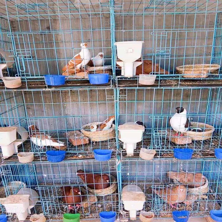 好看的观赏鸽品种 特种珍禽 观赏鸽品种种类价格 辽宁观赏鸽养殖场4