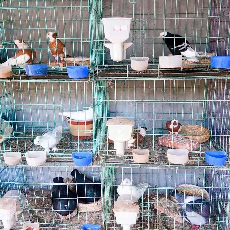 一对观赏鸽价格 浙江观赏鸽养殖场 观赏鸽品种齐全 特种珍禽1