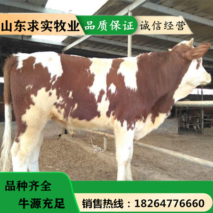 养牛利润 大型养殖场肉牛犊价格1