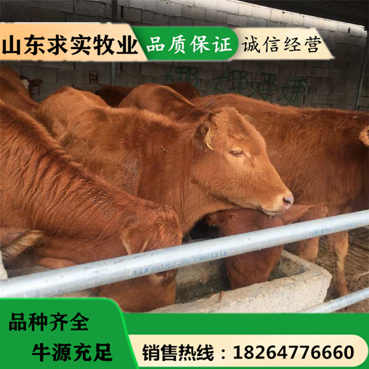 近期黄牛价格大型养殖场牛犊活体价格 动物种苗6