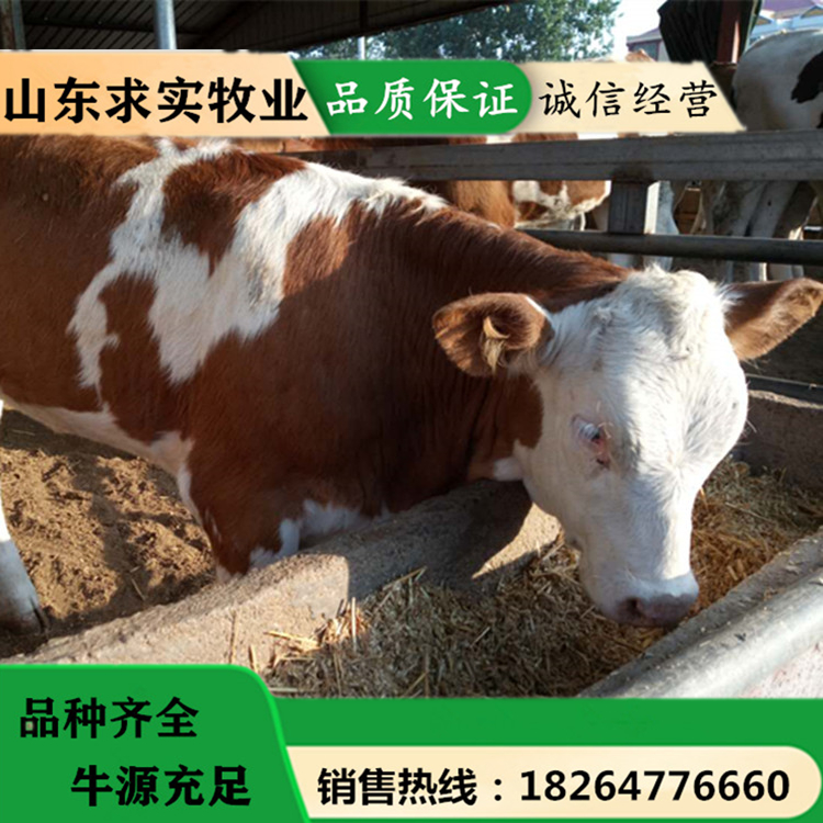 小牛犊价格 2021养牛利润 肉牛养殖场3