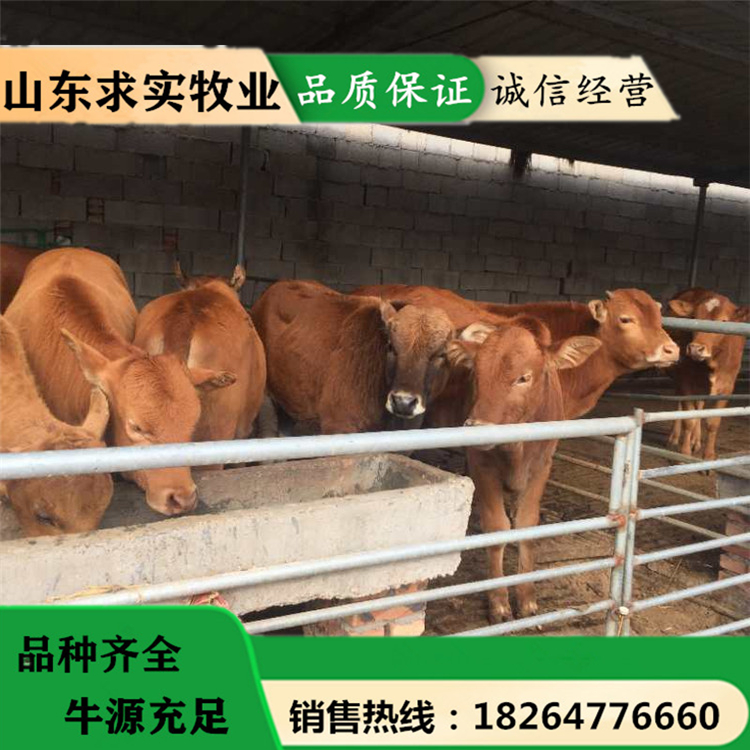 黄牛养殖场黄牛犊价格西门塔尔牛价格2