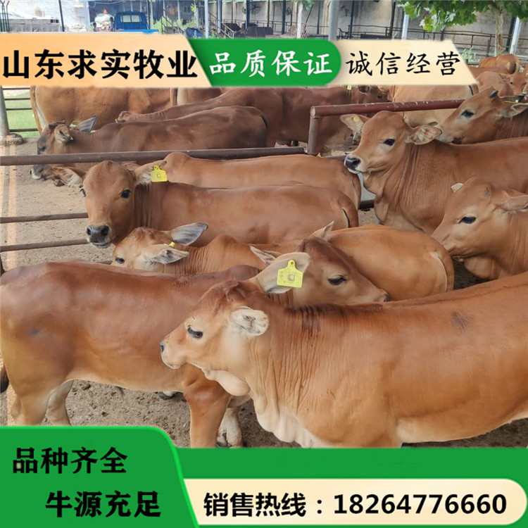 养牛近期行情小牛价格黄牛犊养殖场 动物种苗2