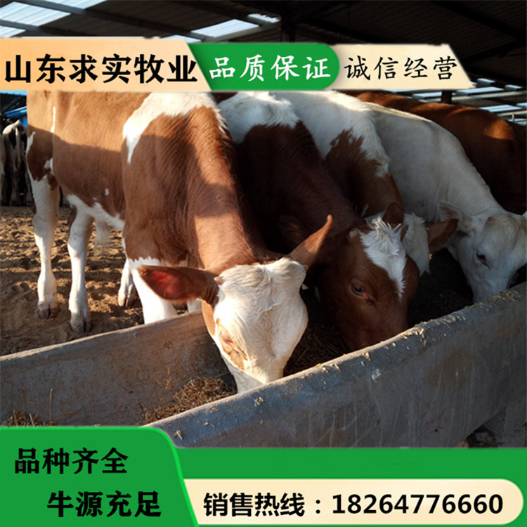 西门塔尔牛价格肉牛犊价格养殖效益1