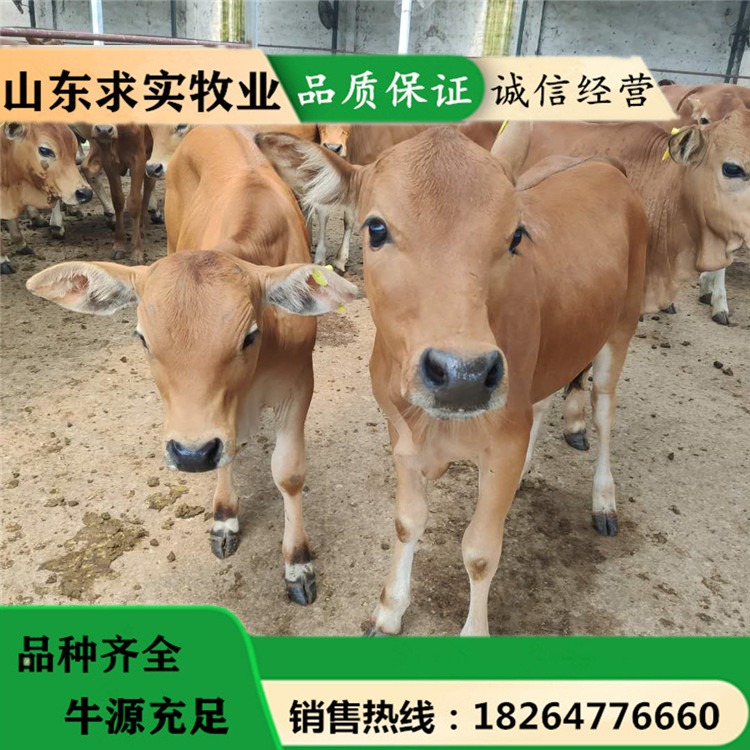 养牛近期行情小牛价格黄牛犊养殖场 动物种苗9