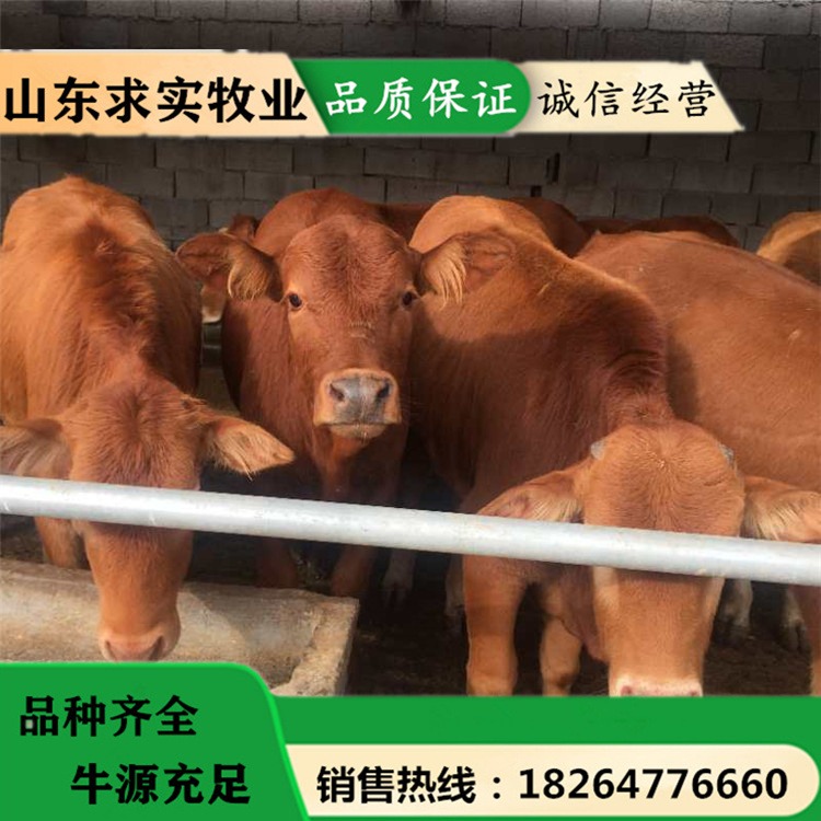 活牛养殖场小牛价格养殖效益西门塔尔牛9