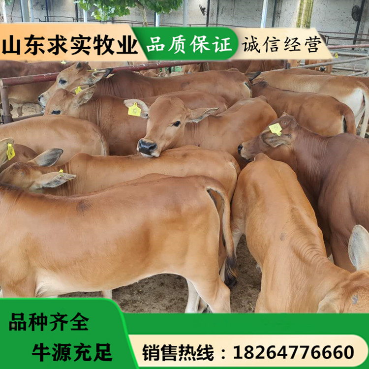 养牛近期行情小牛价格黄牛犊养殖场 动物种苗4