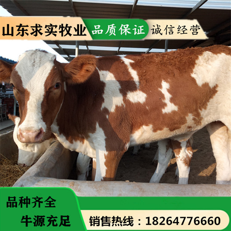 西门塔尔牛价格肉牛犊价格养殖效益4