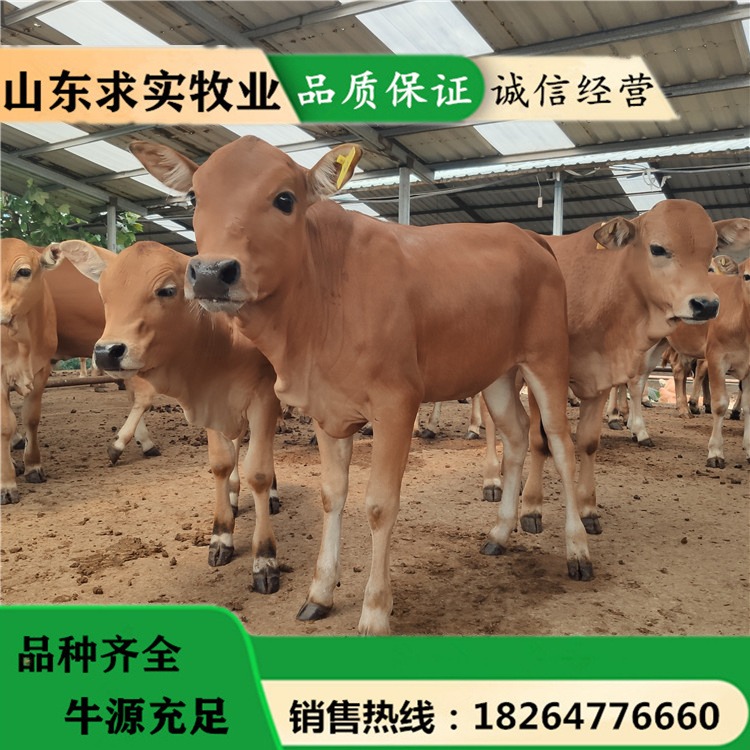 活牛出售 动物种苗 小肉牛犊价格黄牛养殖场