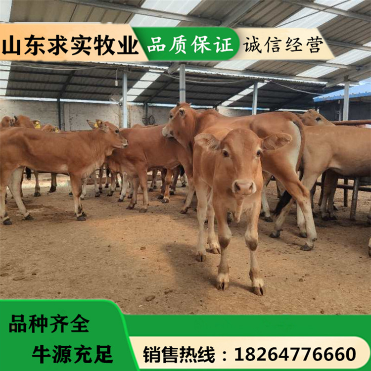 活牛养殖场小牛价格养殖效益西门塔尔牛4
