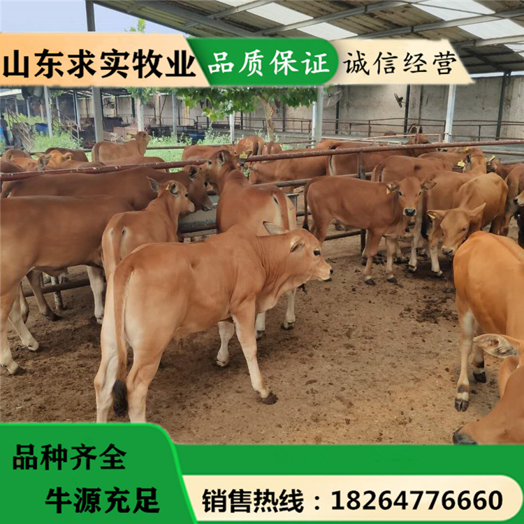 活牛养殖场小牛价格养殖效益西门塔尔牛3