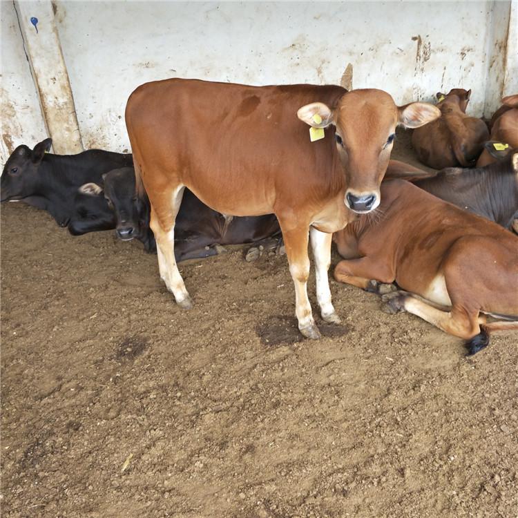 西门塔尔牛养殖场纯种牛价格小牛犊近期价格2