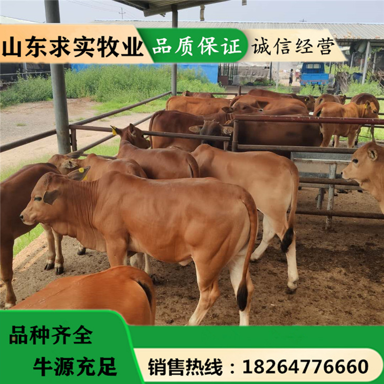 活牛养殖场小牛价格养殖效益西门塔尔牛8