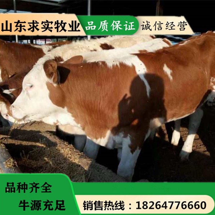 西门塔尔牛价格肉牛犊价格养殖效益8