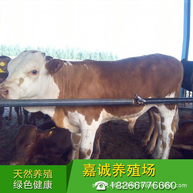 牛仔价格 利木赞牛 养牛基地嘉诚 黄牛价格 改良西门塔尔牛 出售各种肉牛犊 活体肉牛犊 养殖技术3