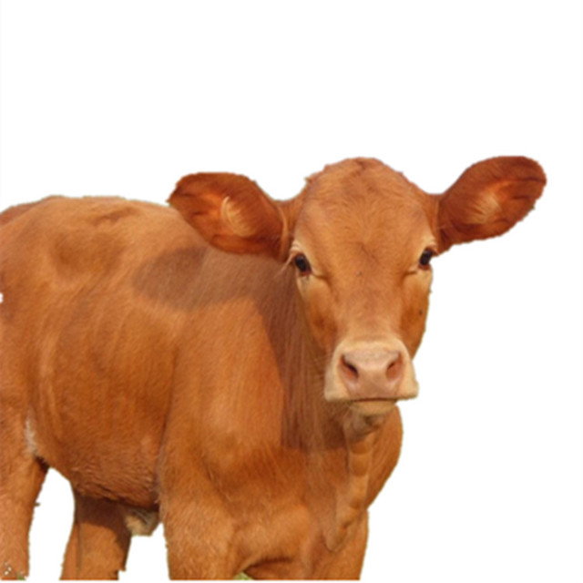 肉牛价格 牛犊活体 近期牛价格 西门塔尔牛 小黄牛 养殖技术 鲁西黄牛 包运输 活牛养殖1