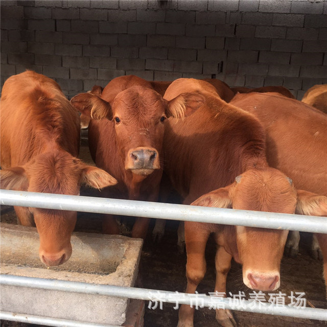 肉牛价格 牛犊活体 近期牛价格 西门塔尔牛 小黄牛 养殖技术 鲁西黄牛 包运输 活牛养殖