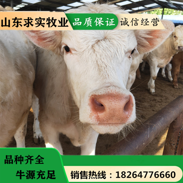 大型肉牛养殖基地夏洛莱牛价格养殖利润2