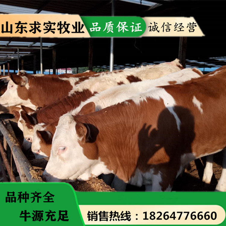 小牛犊价格肉牛犊养殖场 2021养牛前景5