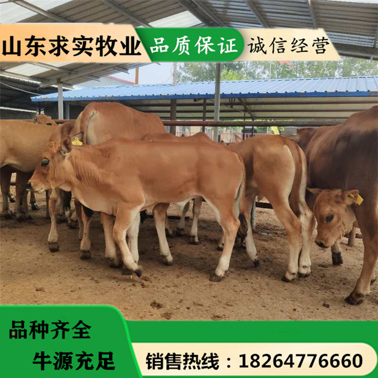 活牛养殖场小牛价格养殖效益西门塔尔牛5
