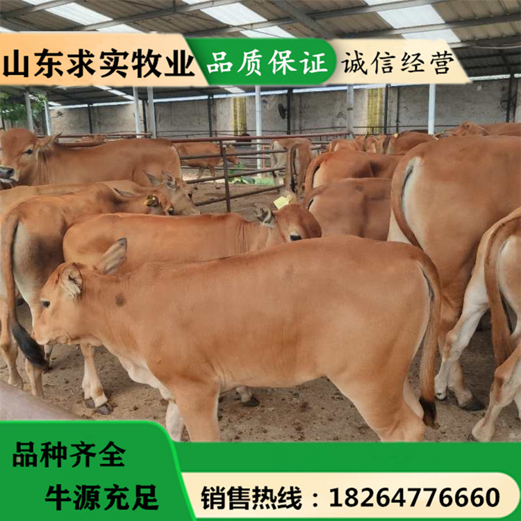山东大型养殖场小牛价格活牛出售5