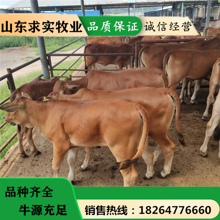 活牛养殖场小牛价格养殖效益西门塔尔牛2