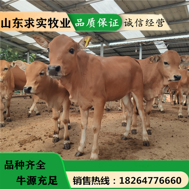 黄牛养殖场黄牛犊价格西门塔尔牛价格4
