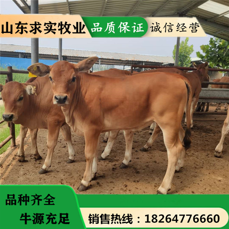 活牛养殖场小牛价格养殖效益西门塔尔牛7