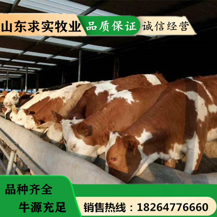 小牛犊价格肉牛犊养殖场 2021养牛前景3