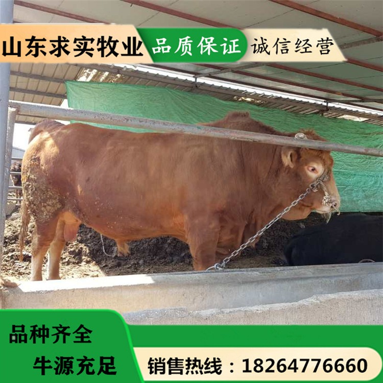 黄牛犊价格 动物种苗 大型养殖场出售活牛价格8