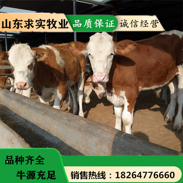 西门塔尔牛价格肉牛犊价格养殖效益6