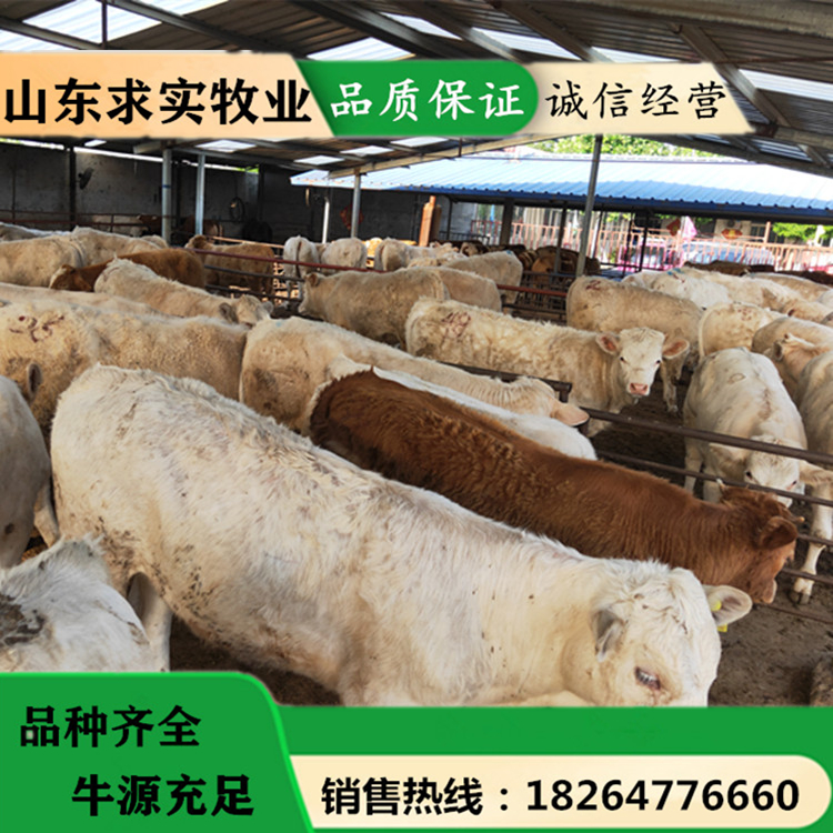 大型肉牛养殖基地夏洛莱牛价格养殖利润4