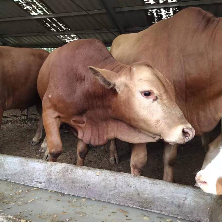 西门塔尔牛养殖场纯种牛价格小牛犊近期价格4