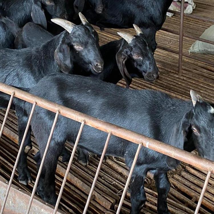 求购黑山羊 基地养殖 现代 黑山羊羊苗价格 多种肉羊苗价格7