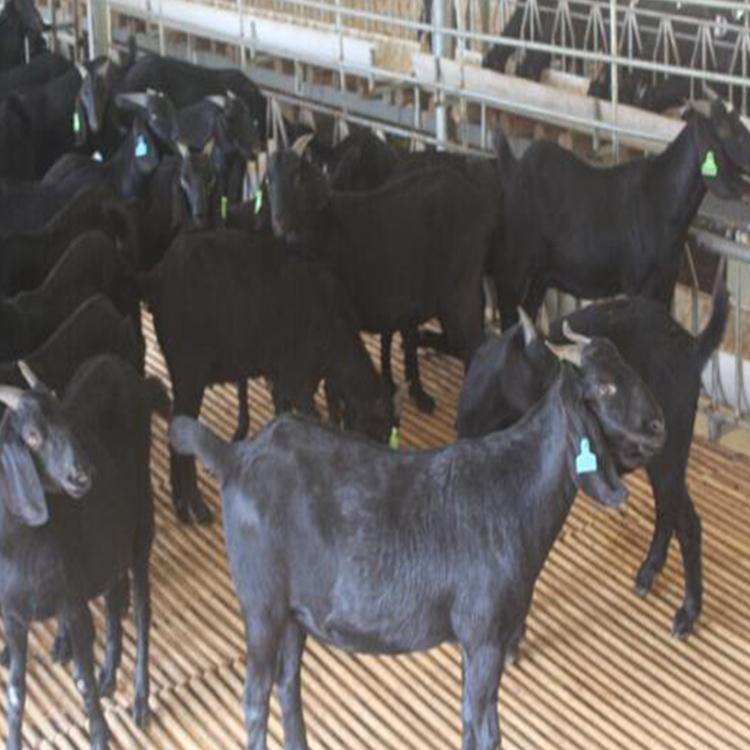 求购黑山羊 基地养殖 现代 黑山羊羊苗价格 多种肉羊苗价格