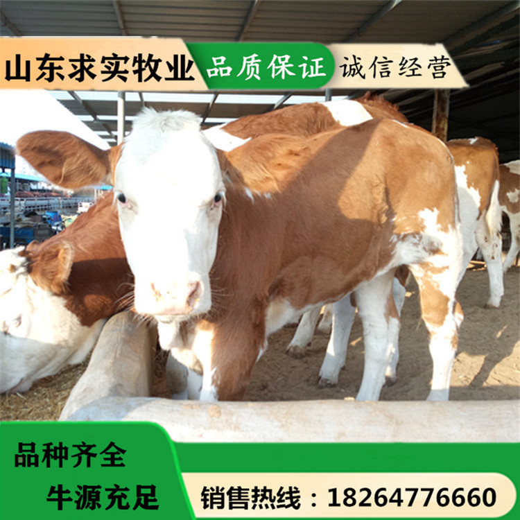 西门塔尔牛价格肉牛犊价格养殖效益3