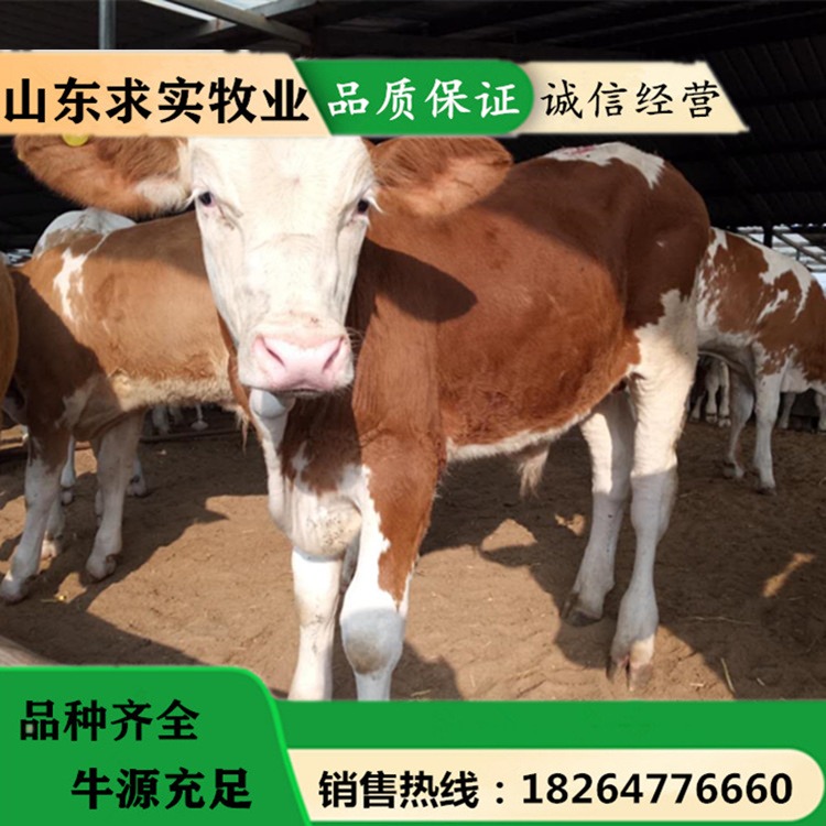 养牛利润 大型养殖场肉牛犊价格6