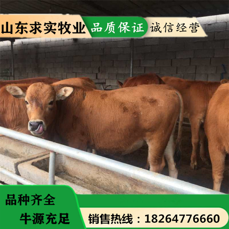 黄牛养殖场黄牛犊价格西门塔尔牛价格3
